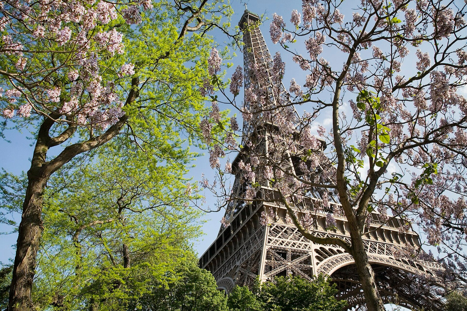 The Eiffel Tower seen through flowering trees on the Champ de Mars in Paris