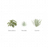 Vector Shrubs Vegetation