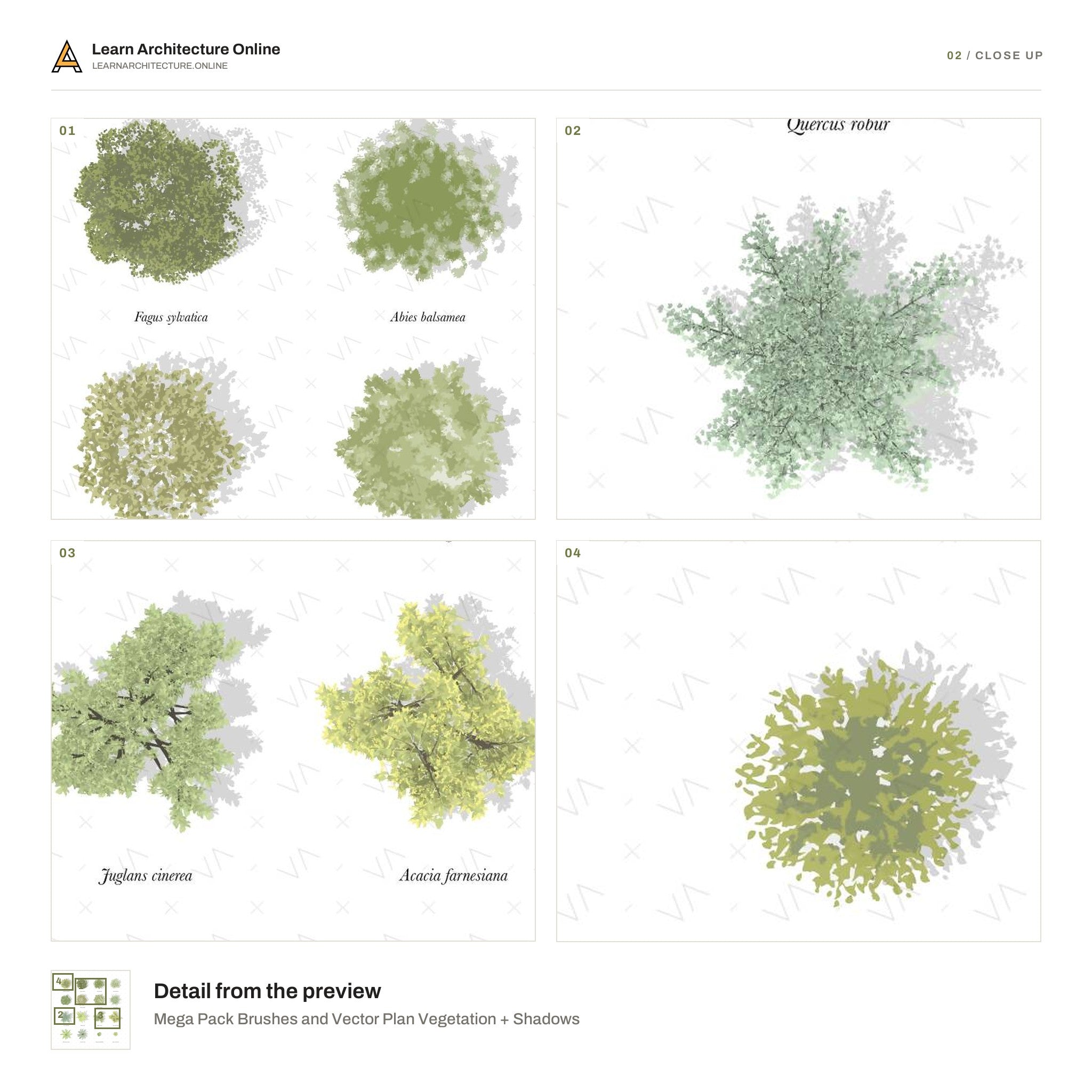 Mega Pack Brushes and Vector Plan Vegetation + Shadows close up