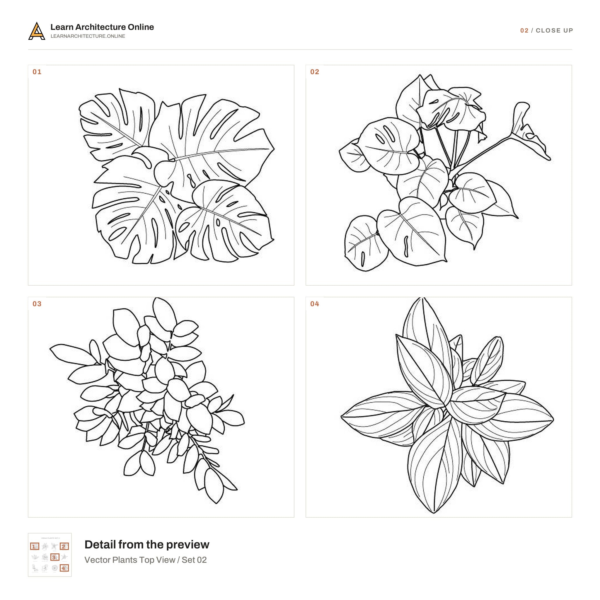 Vector Plants Top View / Set 02 close up