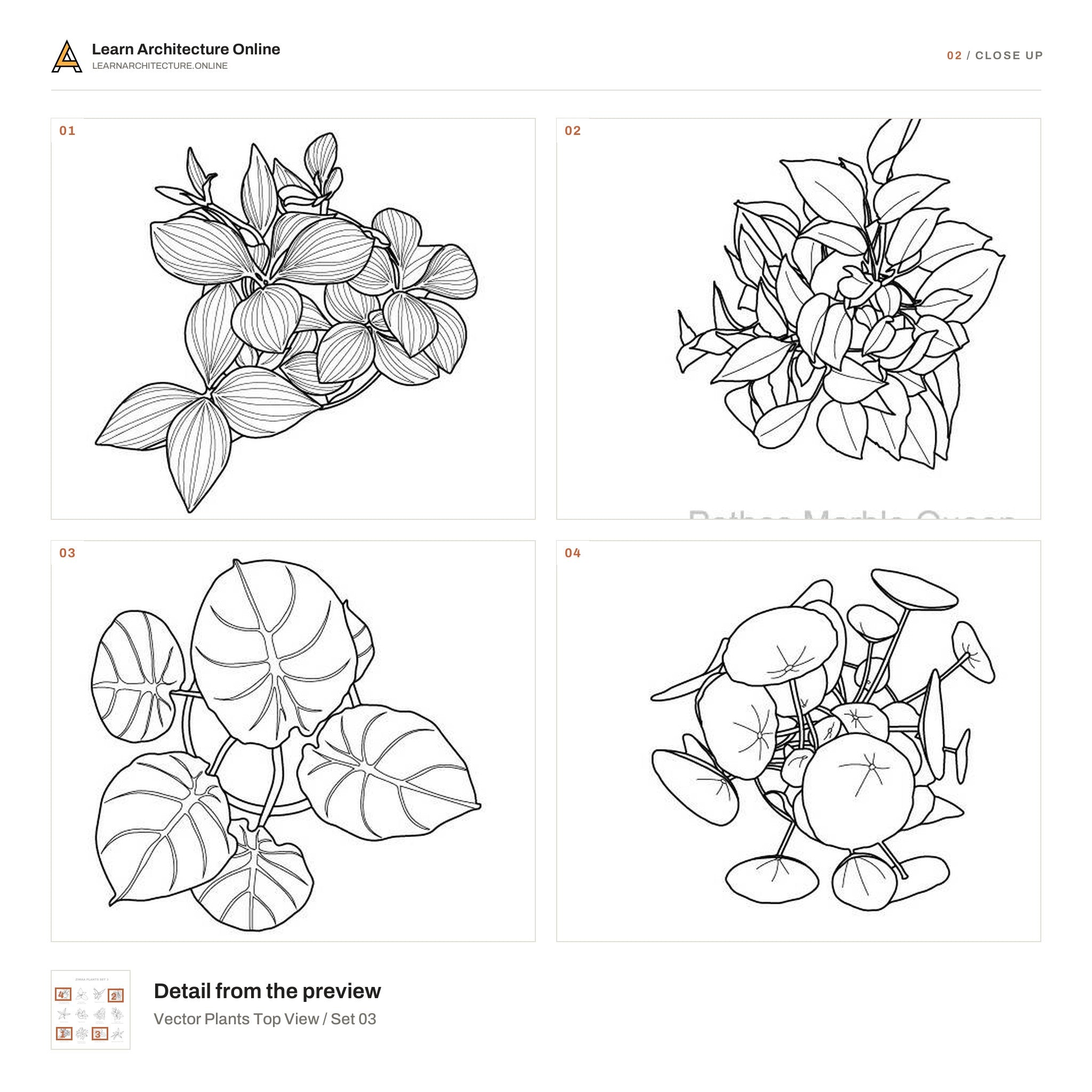Vector Plants Top View / Set 03 close up