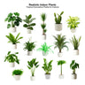 Realistic Indoor Plants — cutout pack for architectural visualisation