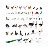 Detailed Bird Cutouts Mega Pack (53 Vector Birds)