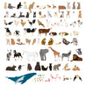 100 Illustrated Animals