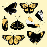 Flat Vector Butterflies PNG Cutouts (7 Butterflies and a Chrysalis)