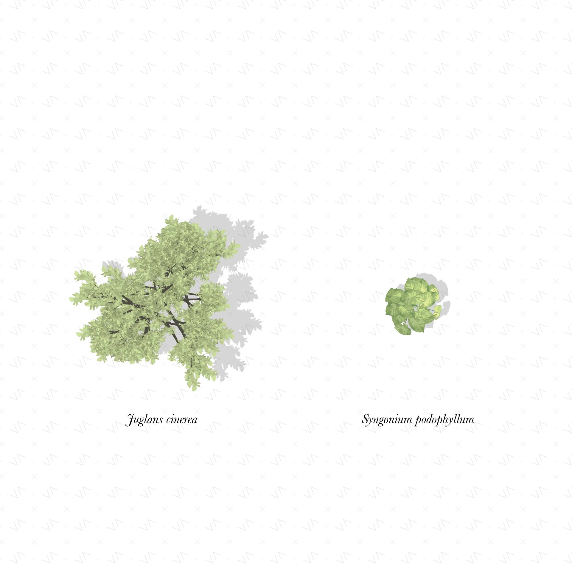 Vector Plan Trees + Shadows 2 | Learn Architecture Online