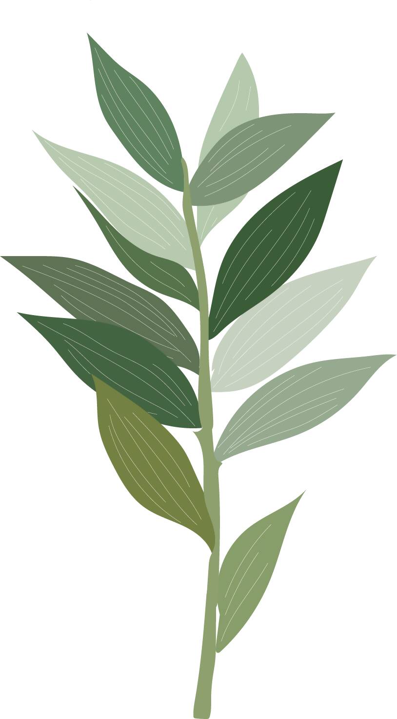 Indoor Plants Pack — cutout pack for architectural visualisation, preview 7 of 9