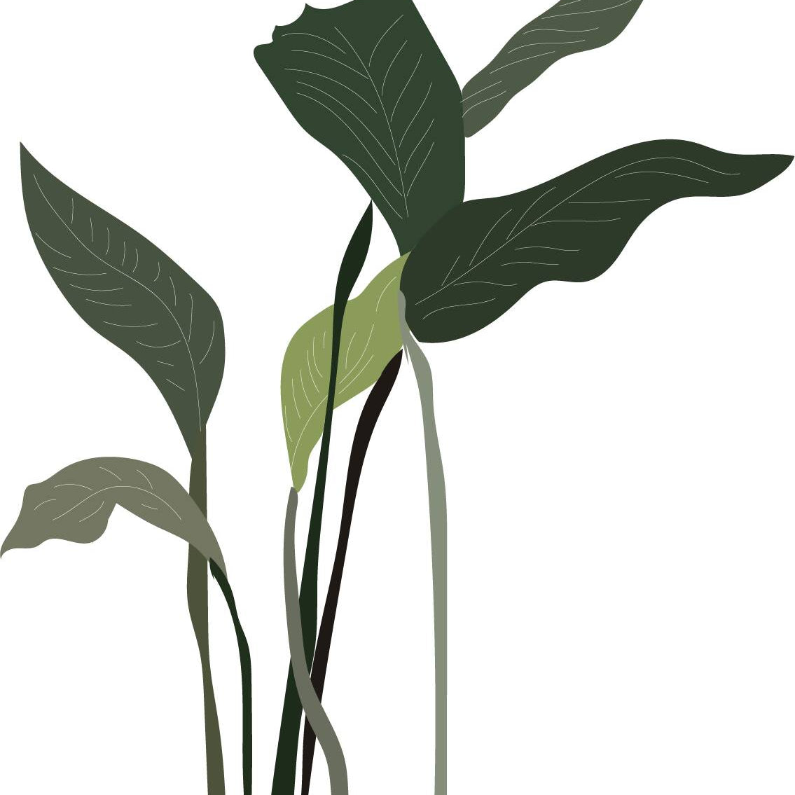 Indoor Plants Pack — cutout pack for architectural visualisation, preview 8 of 9
