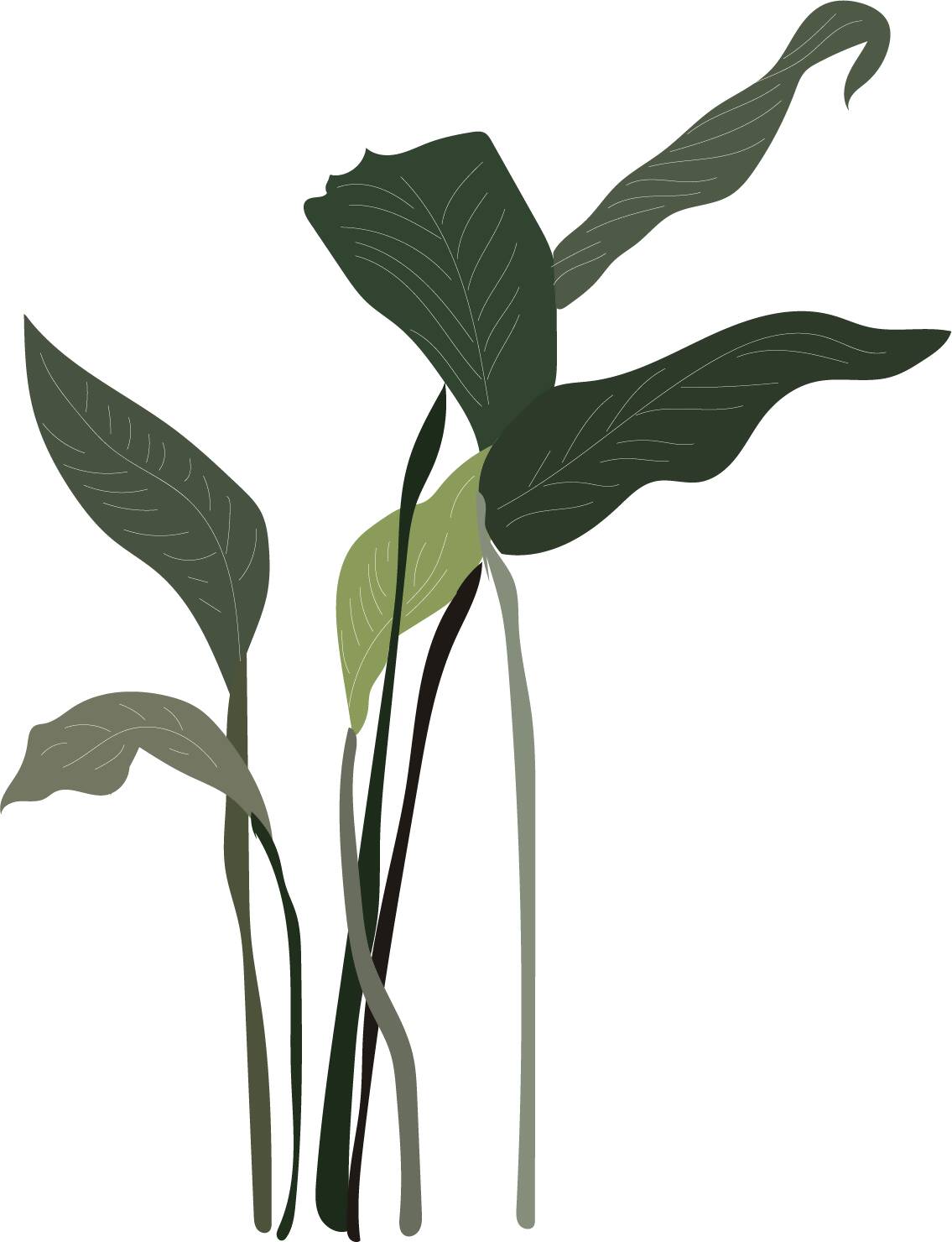 Indoor Plants Pack — cutout pack for architectural visualisation, preview 8 of 9