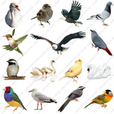 Bird Cutouts for Architectural Renders (30 Transparent PNGs)