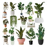 Flat Vector 18 Plants Pack