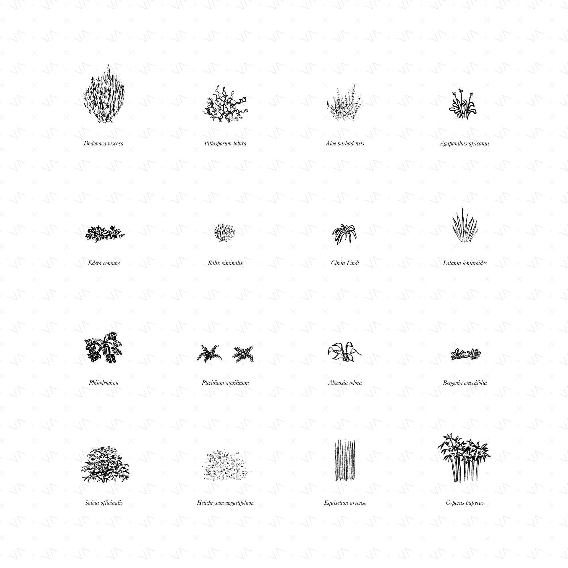 Shrub Illustrations — cutout pack for architectural visualisation, preview 1 of 3