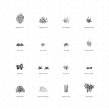 Hand-Sketched Shrub Illustrations (16 Species, PNG)