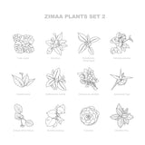 Vector Plants Top View / Set 02