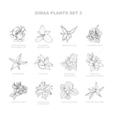 Vector Plants Top View / Set 03