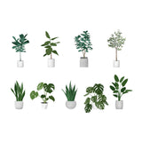 Potted Plant Vector Cutouts (9 Indoor Plants)