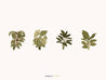 Vector Vegetation Bundle Pack